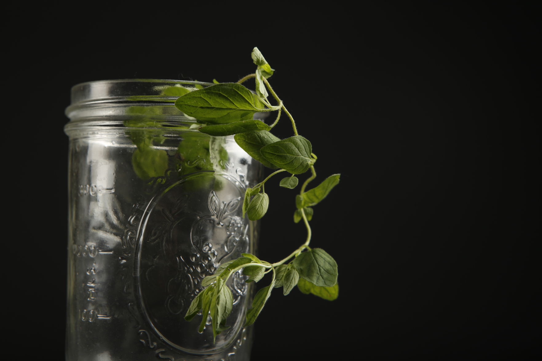 090116herbs02